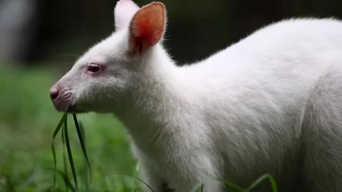 Close-up view to Australian red-necked albino wallaby eating green grass om.. Stock Footage 250003614