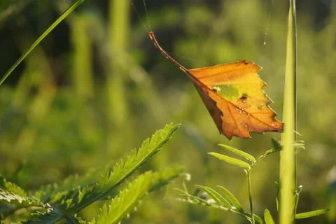 Close up view of autumn leaf on grass fall season Stock Photos