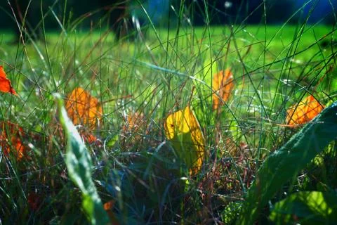 Close up view of autumn leafs on grass fall season Stock Photos