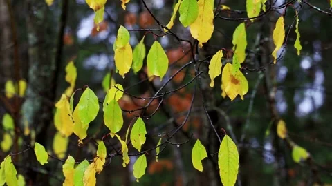 Close up view of autumn leaves on tree branch with rain drops glowing in natural Stock Footage 327187419