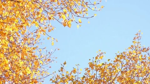 Close-up View of the Autumn Multicolored Leaves on Wind. 4K Stock Footage 81457434
