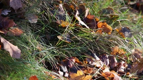 A close up view of autumn oak tree leaves rustling gently in the wind Stock Footage 348386066