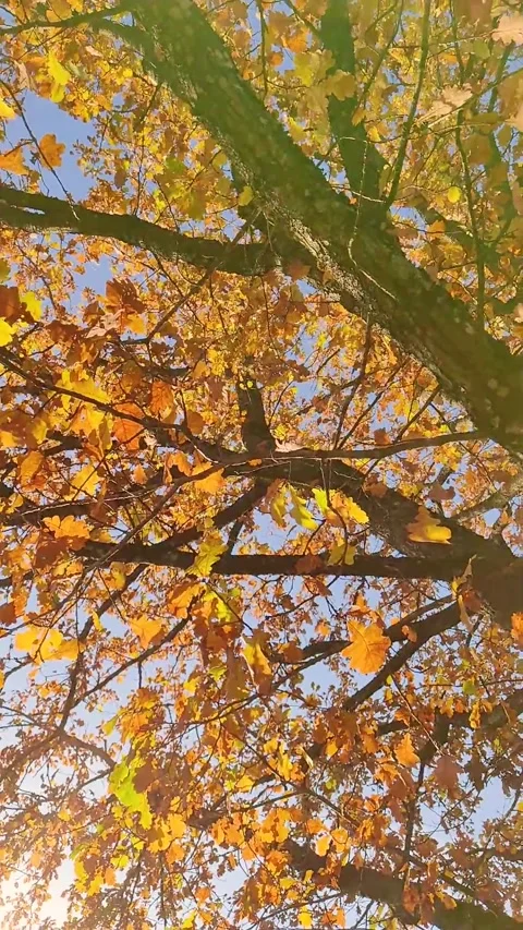 A close up view of autumn oak tree leaves rustling gently in the wind Stock Footage 348386095