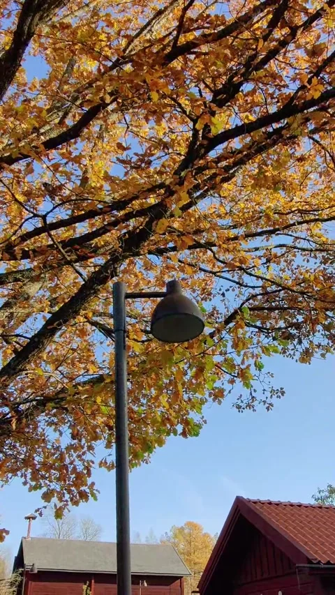 A close up view of autumn oak tree leaves rustling gently in the wind Stock Footage 348386176