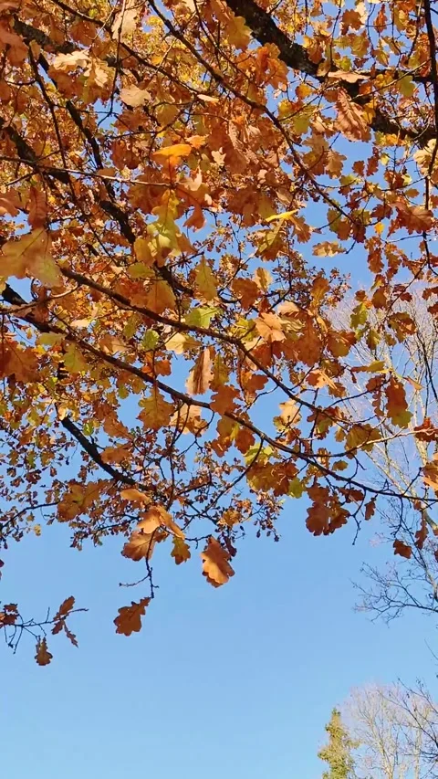A close up view of autumn oak tree leaves rustling gently in the wind Stock Footage 348386200