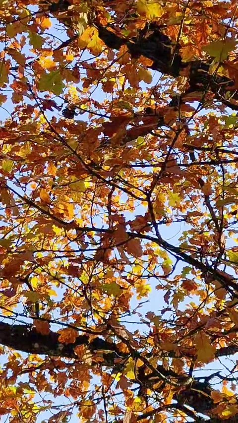 A close up view of autumn oak tree leaves rustling gently in the wind Stock Footage 348386247