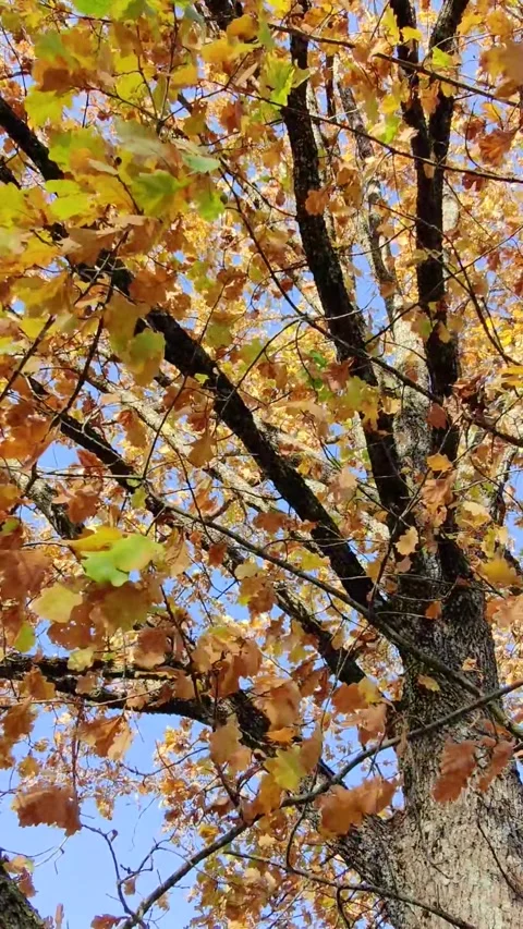 A close up view of autumn oak tree leaves rustling gently in the wind Stock Footage 348386300