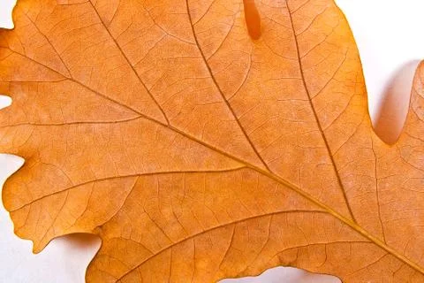 Close up view of autumn oak tree leaf as background Stock Photos