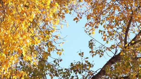 Close-up View of the Autumn Tree with Multicolored Leaves on Wind. 4K Stock Footage 81457676