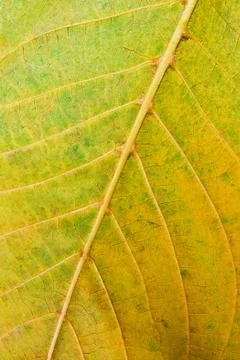 Close up view of autumn walnut tree leaf as background Stock Photos
