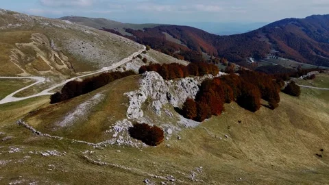 Close View of Autumnal Reddish Pine Forest with Distant Mountain Range Backd Stock Footage 320230166