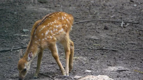 Close view of axis deer fawn Stock Footage 277231626