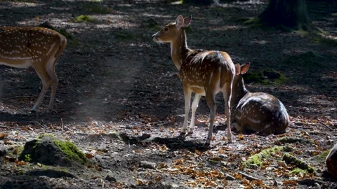 Close view of axis deer Stock Footage 252093047