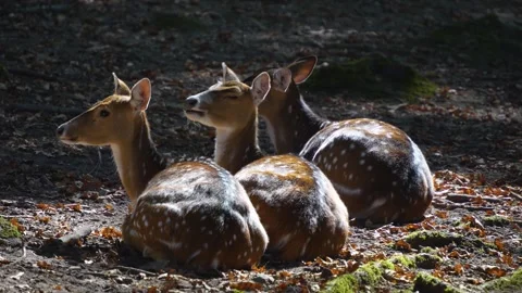 Close view of axis deer Stock Footage 252154766