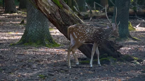 Close view of axis deer Stock Footage 252154775
