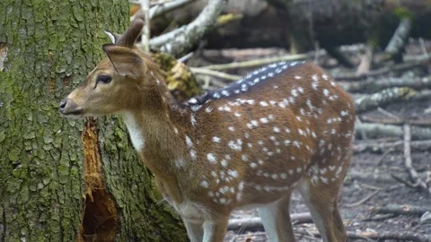 Close view of axis deer  Stock Footage 277231729