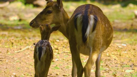 Close up view of Axis deer Stock Footage 309936719