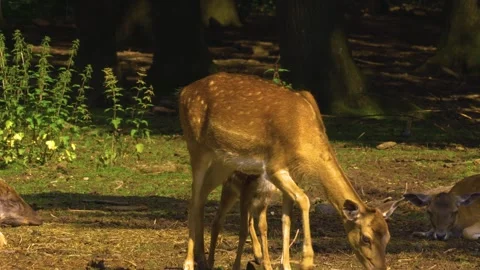 Close up view of Axis deer Stock Footage 309936745