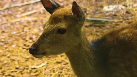 Close up view of Axis deer Stock Footage 309937250