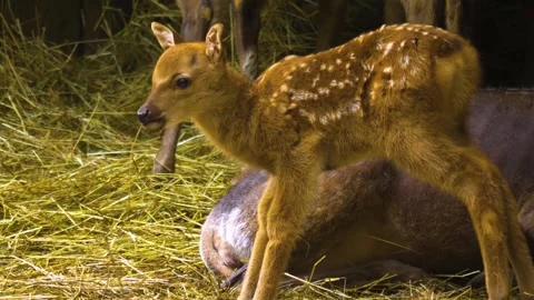 Close up view of Axis deer Stock Footage 309941339