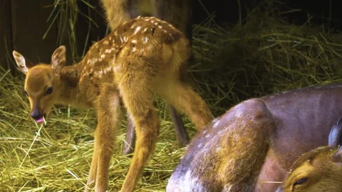 Close up view of Axis deer Stock Footage 309949817