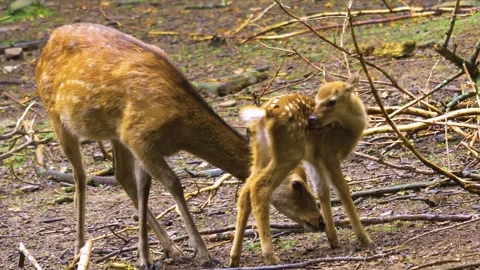 Close up view of Axis deer Stock Footage 309949908