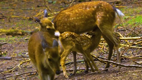 Close up view of Axis deer Stock Footage 309949909