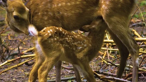 Close up view of Axis deer Stock Footage 309950100