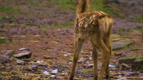 Close up view of Axis deer Stock Footage 309950170