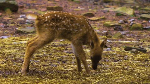 Close up view of Axis deer Stock Footage 309950200