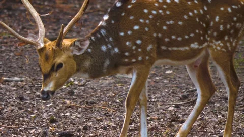 Close up view of Axis deer Stock Footage 310001755