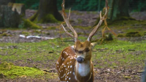 Close up view of Axis deer Stock Footage 310001762
