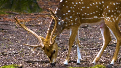 Close up view of Axis deer Stock Footage 310001790