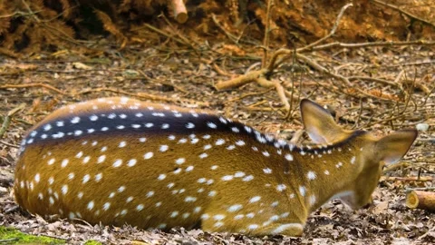 Close up view of Axis deer Stock Footage 310002066