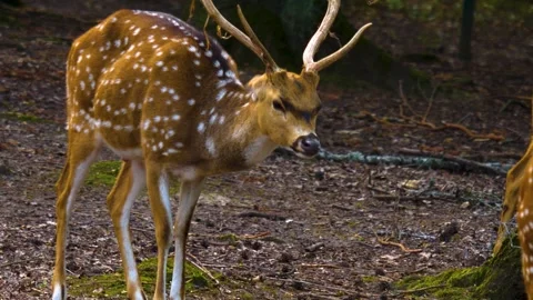 Close up view of Axis deer Stock Footage 310002067