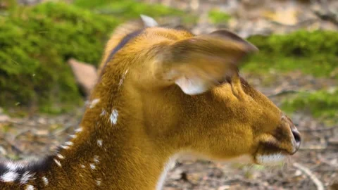 Close up view of Axis deer Stock Footage 310002108