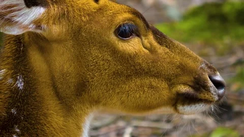 Close up view of Axis deer Stock Footage 310002138