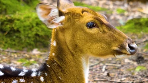 Close up view of Axis deer Stock Footage 310002215