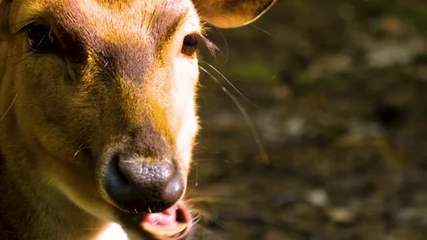 Close up view of Axis deer Stock Footage 310002310