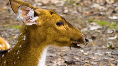 Close up view of Axis deer Stock Footage 310002378