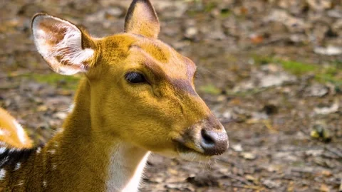 Close up view of Axis deer Stock Footage 310002489