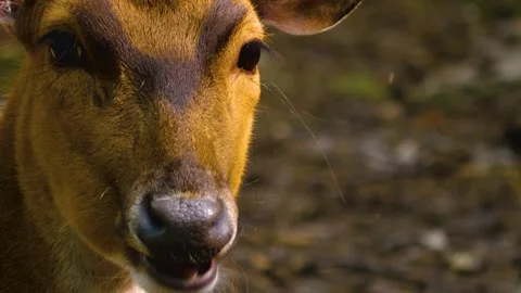 Close up view of Axis deer Stock Footage 310002514