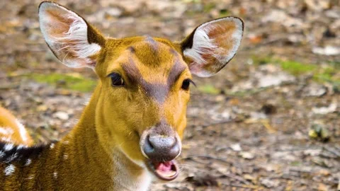 Close up view of Axis deer Stock Footage 310002595