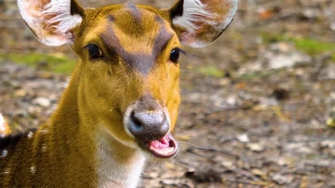 Close up view of Axis deer Stock Footage 310002617