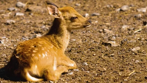 Close up view of Axis deer Stock Footage 310008875