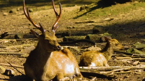 Close up view of Axis deer Stock Footage 310008896