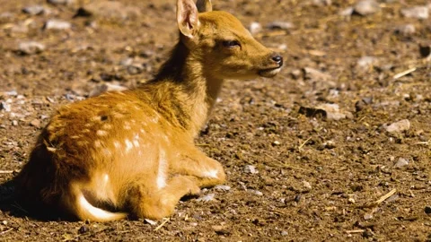 Close up view of Axis deer Stock Footage 310008913