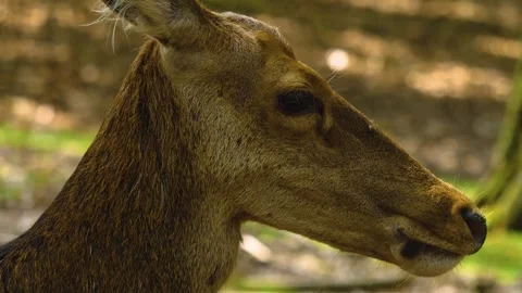 Close up view of Axis deer Stock Footage 310008914
