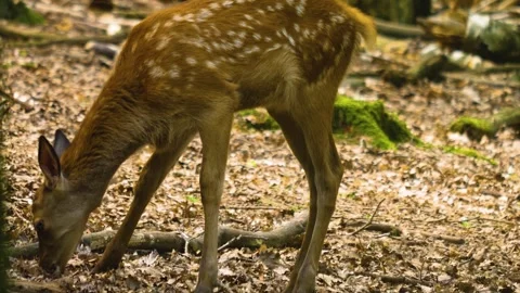 Close up view of Axis deer Stock Footage 310008946