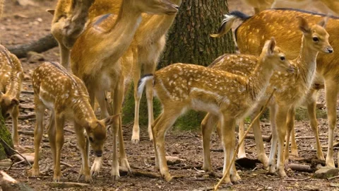 Close up view of Axis deer Stock Footage 310008988